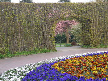 Flowers blooming in park