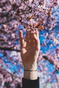 Cropped hand touching pink flowers