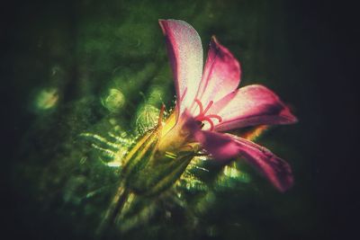 Close-up of pink flowers blooming outdoors