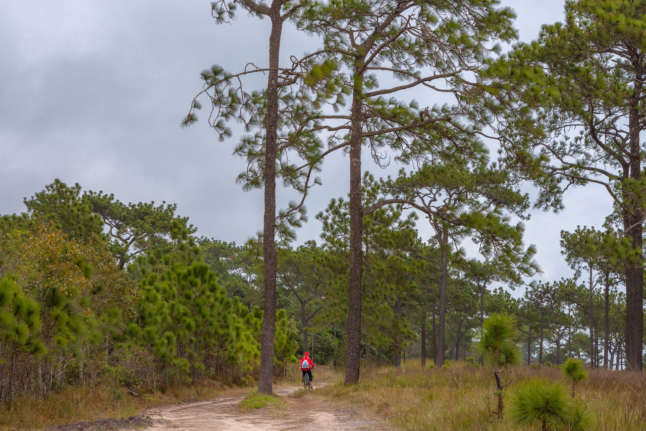 REAR VIEW OF PEOPLE WALKING ON STREET AMIDST TREES IN FOREST