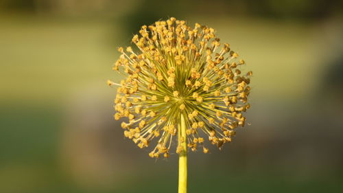 Close-up of dandelion against yellow flower
