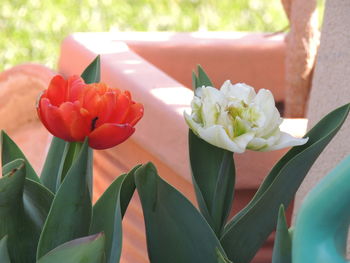 Close-up of red flowering plant