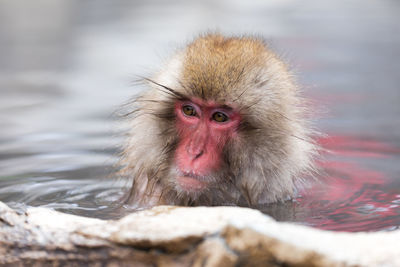 Japanese snow monkey in hot spring