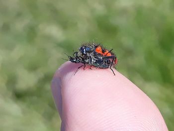 Close-up of butterfly on hand