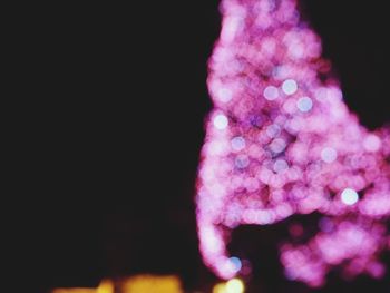 Close-up of pink flower against black background