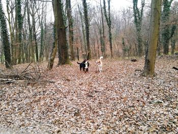 View of dog in forest