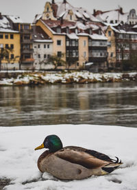 View of bird in lake during winter