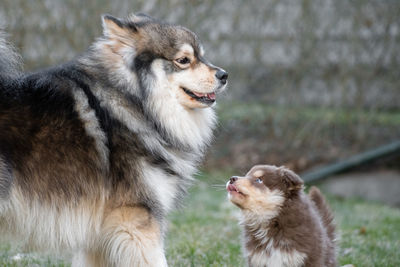 Close-up of dog