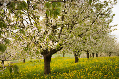 View of cherry blossom tree in field