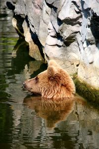 Side view of bear in lake by rock