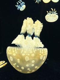 Close-up of jellyfish swimming in water