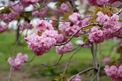 Close-up of pink cherry blossom