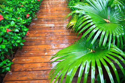 High angle view of palm tree leaves