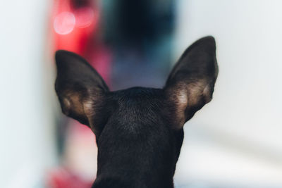 Close-up portrait of black dog