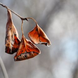 Close-up of dry leaf