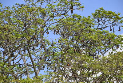 Low angle view of flowering tree against sky