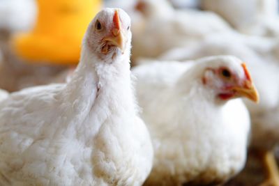 Close-up of white hens on field