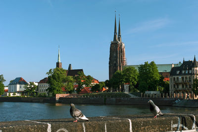 Birds in city against clear sky