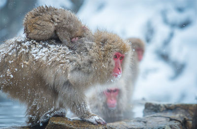 Snow monkey in a hot spring, nagano, japan.