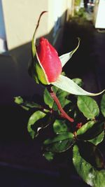 Close-up of red flower