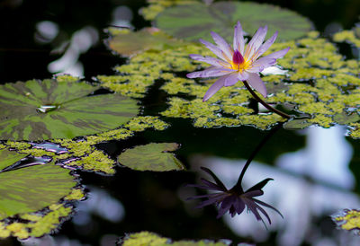 Close-up of purple flowers blooming outdoors