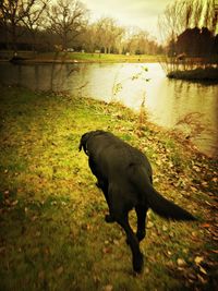 Horse by lake against sky