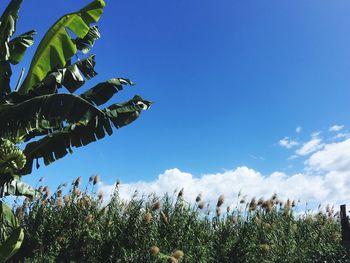 Low angle view of plants growing on field against blue sky