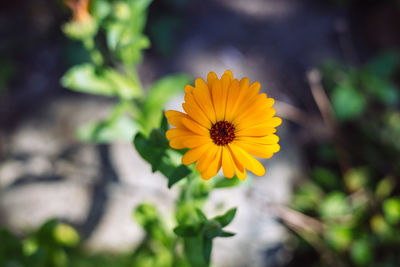 Close-up of yellow flower against blurred background