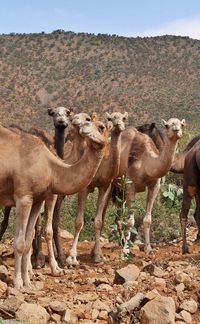 Caravan of young satisfied camels chewing on natural pasture