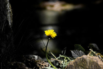 Close-up of yellow flowers blooming outdoors