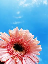 Pink daisy against blue sky