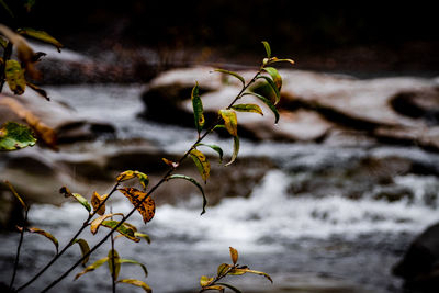 Close-up of plant in water