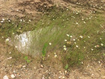 High angle view of grass growing in water