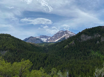 Scenic view of pine trees and mountains against sky