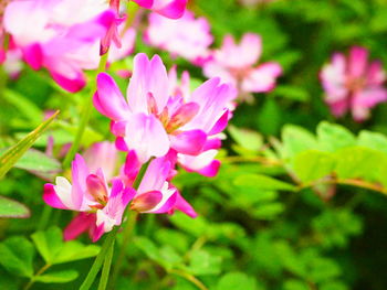 Close-up of pink flowers blooming outdoors