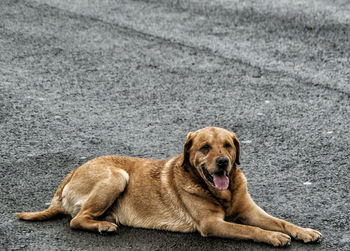 Portrait of dog relaxing outdoors
