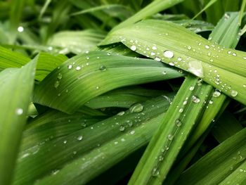 Close-up of water drops on plant leaves