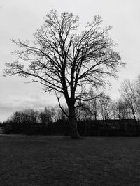 Tree against sky