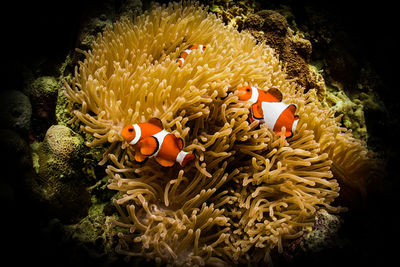 High angle view of flowers