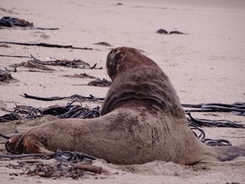 Close-up of lion lying on sand at beach