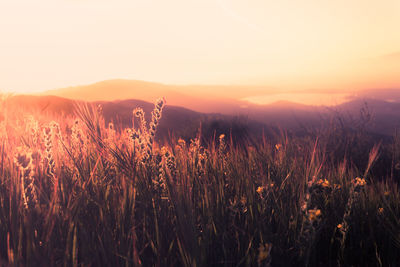 Crops growing on field against clear sky during sunset