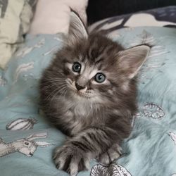 Portrait of kitten relaxing on bed