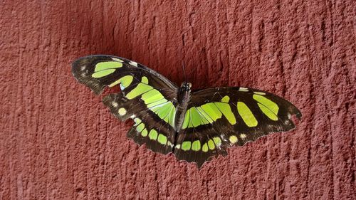 Close-up of butterfly perching on red leaf