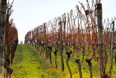 Close-up of vineyard against sky