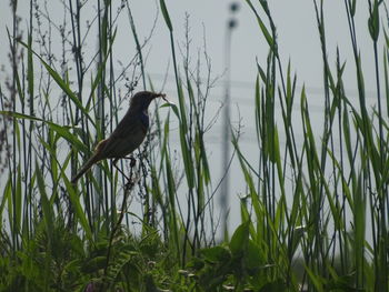 Bird perching on grass