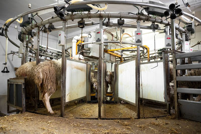 Sheep standing at milking machine