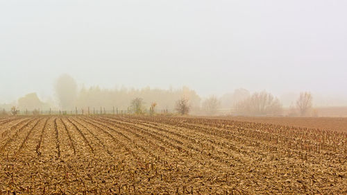 Scenic view of agricultural field against sky during foggy weather