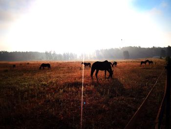 Horses in a field