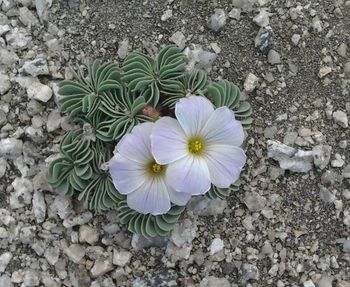 Close-up of pink flower