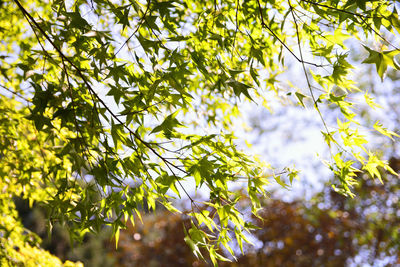 Low angle view of flowering plant against trees